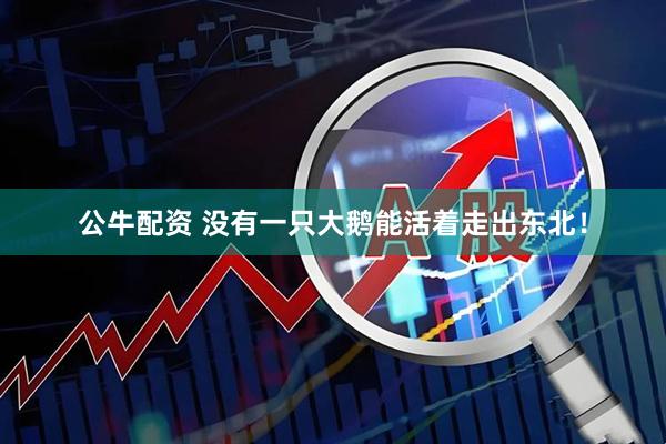 公牛配资 没有一只大鹅能活着走出东北！